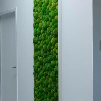 Konservierte Kugelmoos Light Green (Gro&szlig;karton)