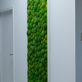Musgo Bola preservado - Cartón a granel - Light Green