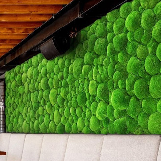 Muschio a sfera stabilizzato - Scatola - Light Green