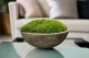 Mood Moss preservado Light Green (Caja) 2