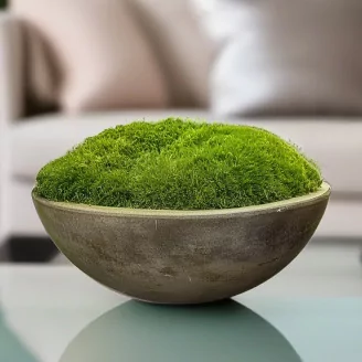 Konservierte Mood Moss Light Green (Box)