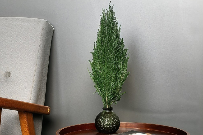 Cipresso stabilizzato - Verde