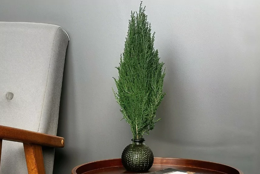 Cypress Preserved - Green