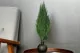 Preserved Cypress 1