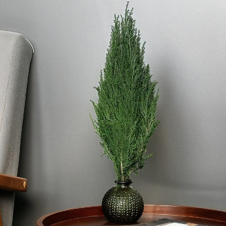 Cypress Preserved - Green