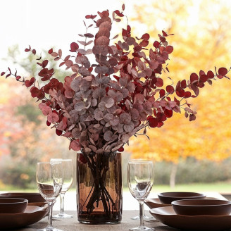 Eucalyptus Cinerea Stabilized - Red