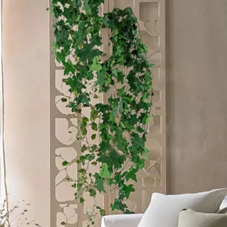 Preserved English Ivy