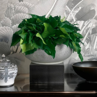 Ivy Preserved - Green