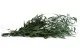 Konservierter Willow-Eukalyptus 4