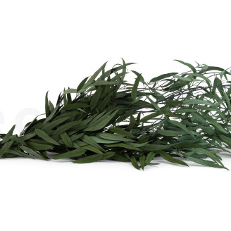 Eucalipto Willow Preservado - Verde