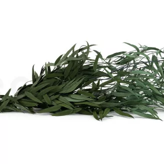 Eucalipto Willow stabilizzato