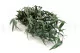 Konservierter Willow-Eukalyptus 6