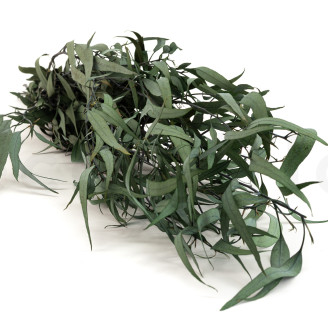 Eucalipto Willow Preservado - Verde