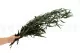 Eucalipto Willow preservado 3