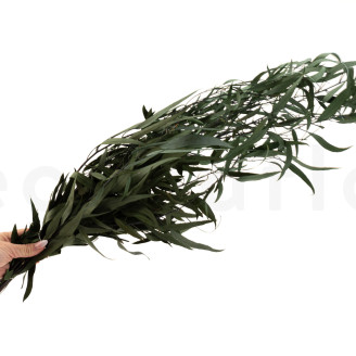 Eucalipto Willow Preservado - Verde