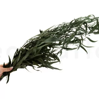 Eucalipto Willow preservado