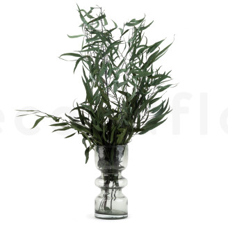 Eucalipto Willow Preservado - Verde