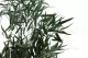 Eucalyptus Willow stabilis&eacute; 7