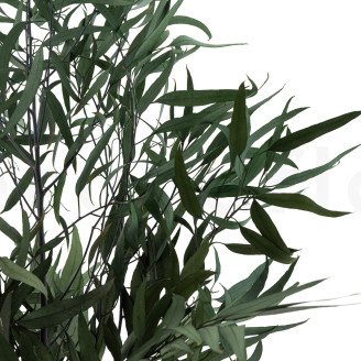 Eucalipto Willow Preservado - Verde