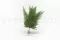 Preserved Rock Fern 2
