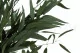 Konservierter Willow-Eukalyptus 2