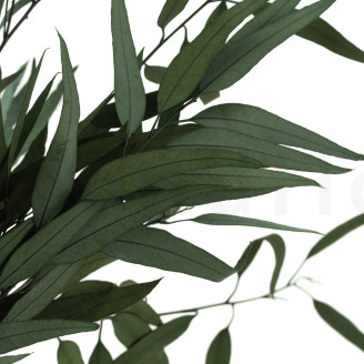 Eucalipto Willow Preservado - Verde