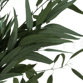 Eucalyptus Willow stabilis&eacute;