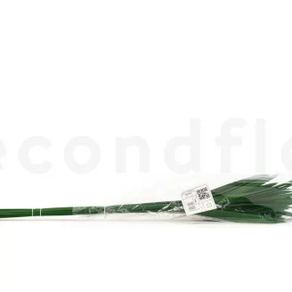 Papiro preservado