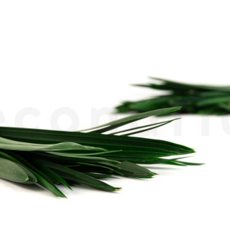 Papyrus stabilisé - Vert
