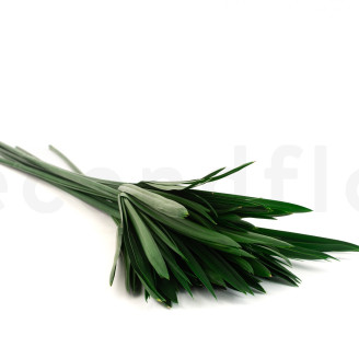 Papyrus stabilisé - Vert