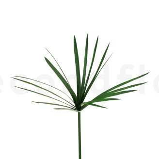 Papyrus stabilisé - Vert