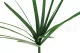 Preserved Papyrus 2