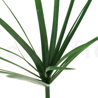 Papyrus stabilisé - Vert