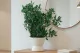 Pittosporum stabilis&eacute; 1