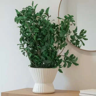 Pittosporum Preservado - Verde