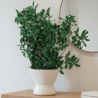 Konservierter Pittosporum - Gr&uuml;n