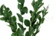 Ruscus stabilis&eacute; Vert (x6) 2