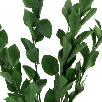 Ruscus Stabilis&eacute; - 6 Unit&eacute;s - Vert