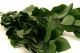 Ruscus stabilis&eacute; Vert (x6) 6