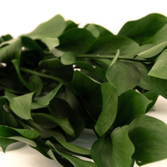 Ruscus Stabilis&eacute; - 6 Unit&eacute;s - Vert