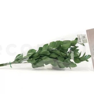 Preserved Ruscus Green (x6)