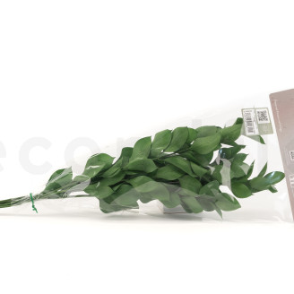 Ruscus Preserved - 6 Units - Green