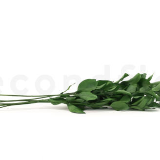 Ruscus Stabilis&eacute; - 6 Unit&eacute;s - Vert