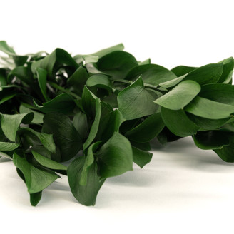 Ruscus Stabilis&eacute; - 6 Unit&eacute;s - Vert