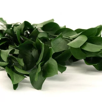 Ruscus stabilis&eacute; Vert (x6)