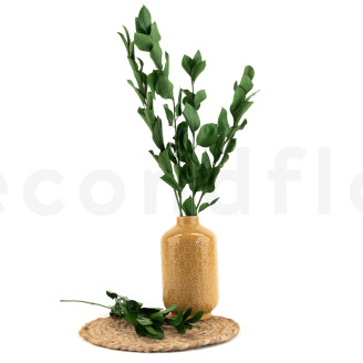 Ruscus Stabilis&eacute; - 6 Unit&eacute;s - Vert