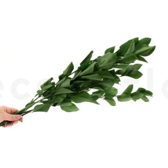 Ruscus Preserved - 6 Units - Green