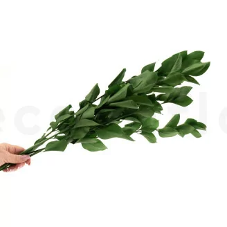 Ruscus stabilis&eacute; Vert (x6)
