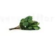 Salal stabilis&eacute; 6