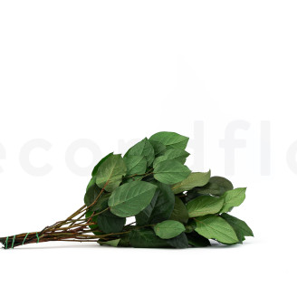 Salal Stabilisé - Vert